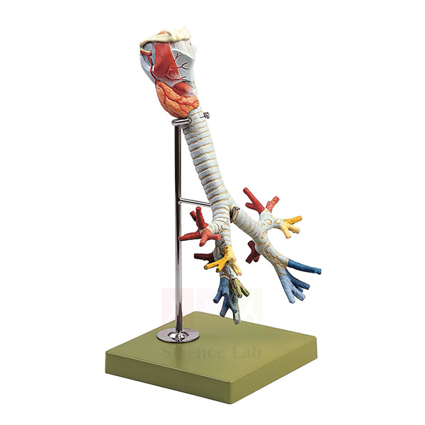Human Larynx, Trachea, and Bronchi Model